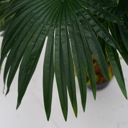 Fan Palm Tree Artificial 120cm P.Pot 8"