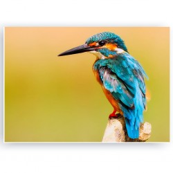 ANIMALS 028