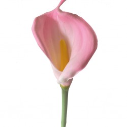 Flower Callalily Pink