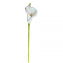 Flower Callalily White