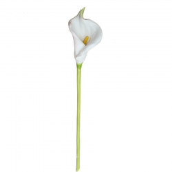 Flower Callalily White