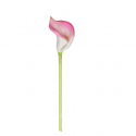 Flower Callalily Pink