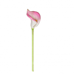 Flower Callalily Pink