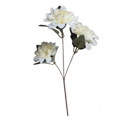 Flower Dahlia White