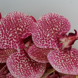 Flower 94cm Hot Pink
