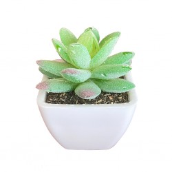 Artificial Mini Plant Tabletop Green W7xD7xH8 cm