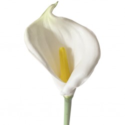 Flower Callalily White