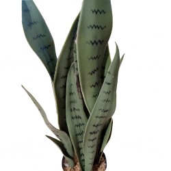 Faux plant 55CM Snake Plant In 5"POT