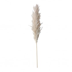 Dry Pampas Leaf 130 cm