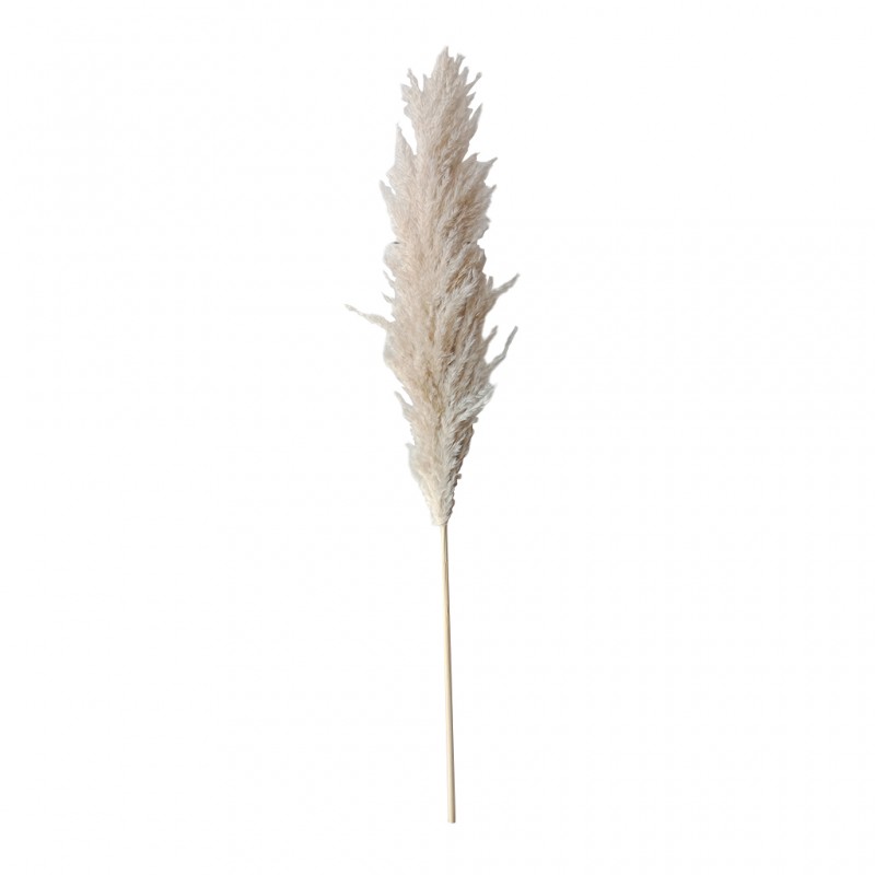 Dry Pampas Leaf 130 cm