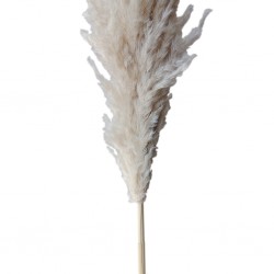 Dry Pampas Leaf 130 cm