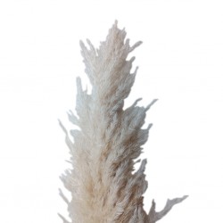 Dry Pampas Leaf 130 cm