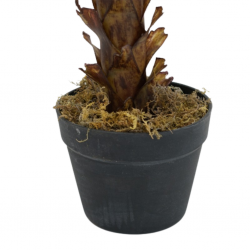 Gladiolus Tree Artificial 130cm P.Pot 7"