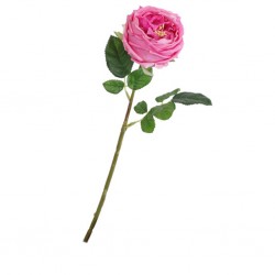 Flower Austin Dark pink Height 61cm