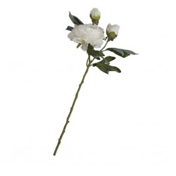 Flower Peony White Height 66cm