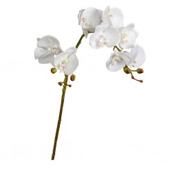 Flower Moth Orchids White Height 70cm