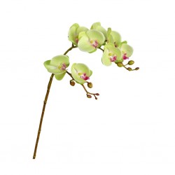 Flower Moth Orchids Green Height 70cm