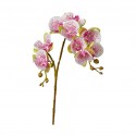 Flower Moth Orchids Gradient Light Pink Height 70cm