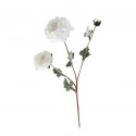 Flower  Sicilian Lotus White Height 60cm
