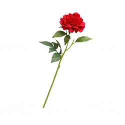 Flower Single Peony Red Height 55cm