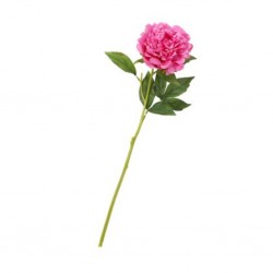 Flower Single Peony Pink Height 55cm