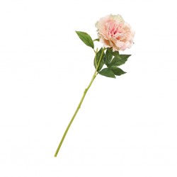 Flower Single Peony Peach Pink Height 55cm