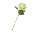 Flower Single Peony Green Height 55cm