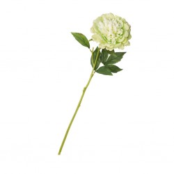 Flower Single Peony Green Height 55cm