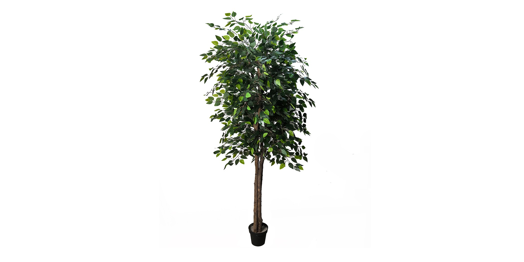 Faux Plant Green Ficus 2.1m