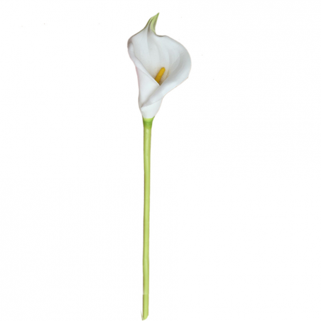 Flower Callalily White