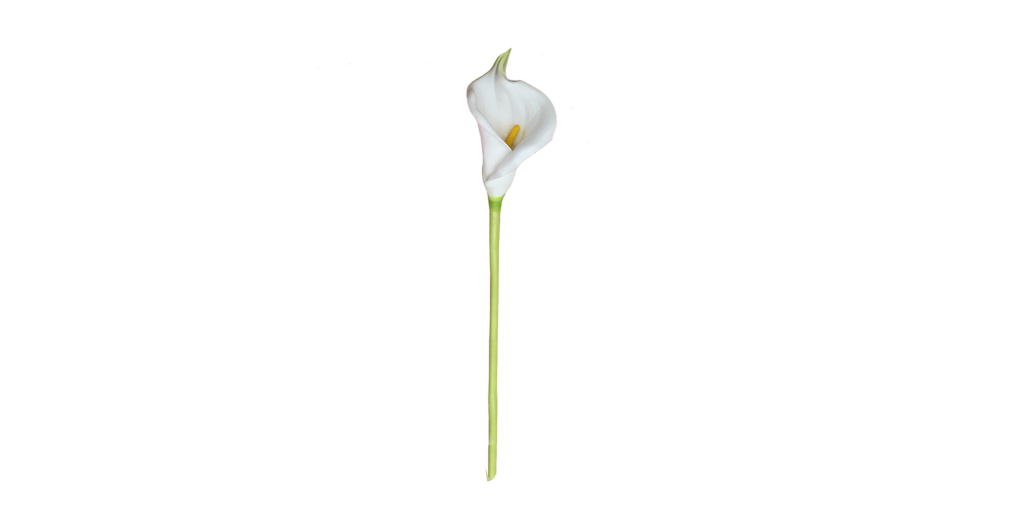 Flower Callalily White