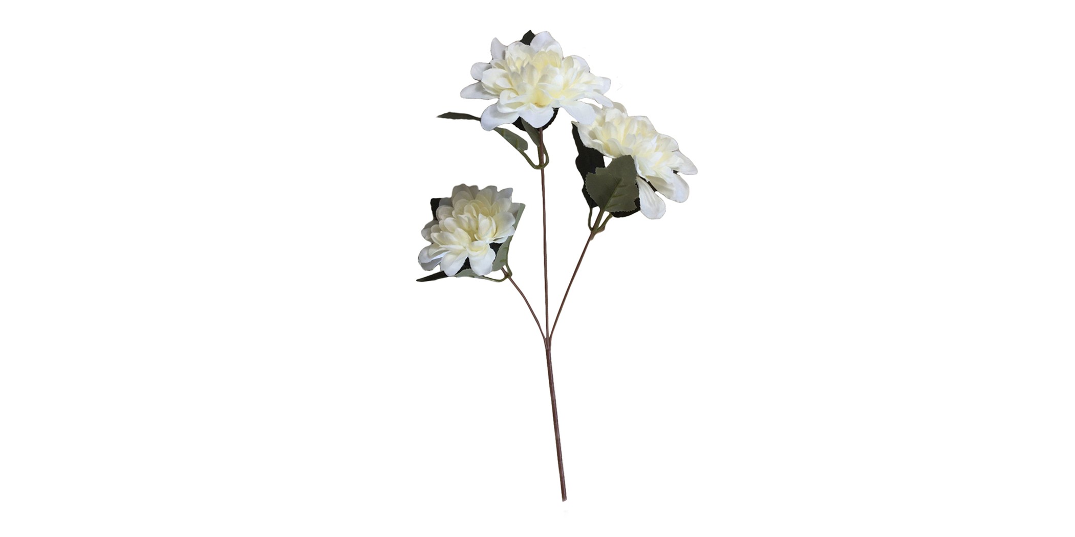 Flower Dahlia White
