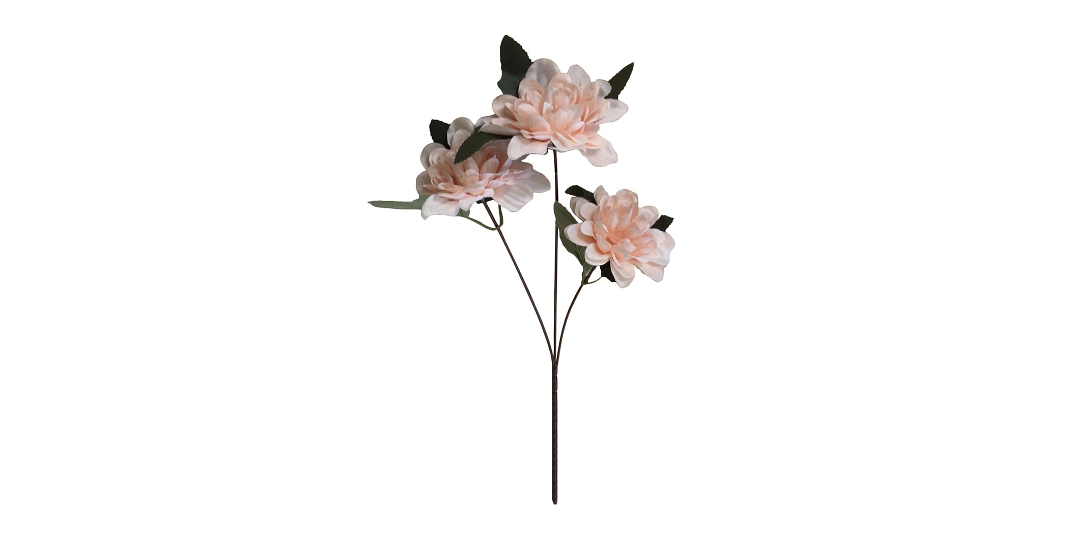 Flower Dahlia Pink