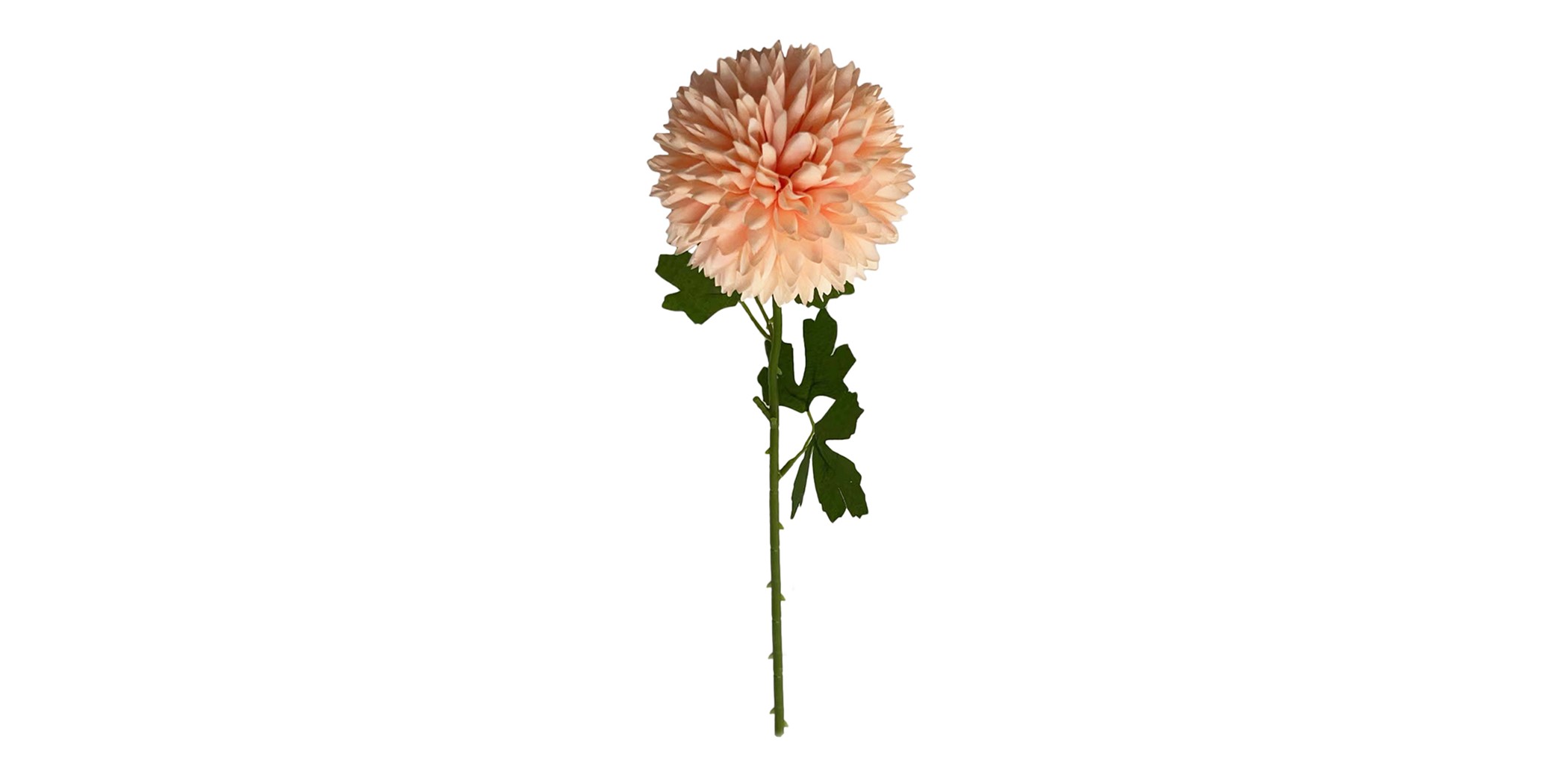 Flower Pompon Mum Champagne