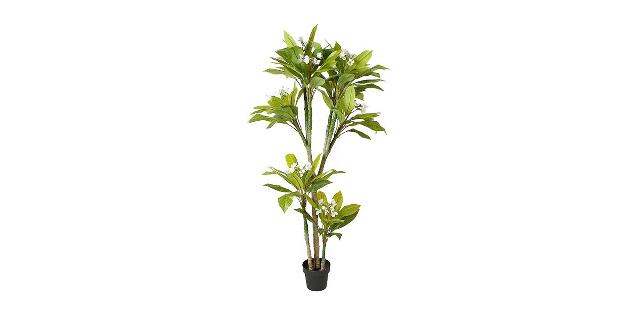 Faux plant 180CM Plumeria Tree IN 8"POT Faux plant 180CM Plumeria Tree IN 8"POT