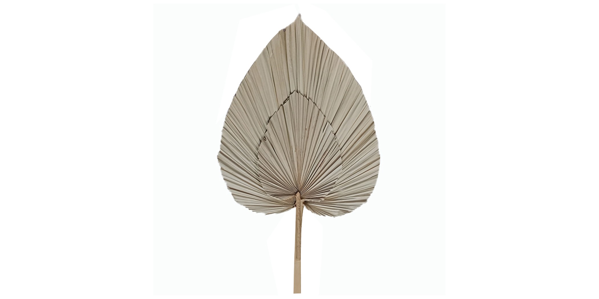 Cattail Light Brown Leaf