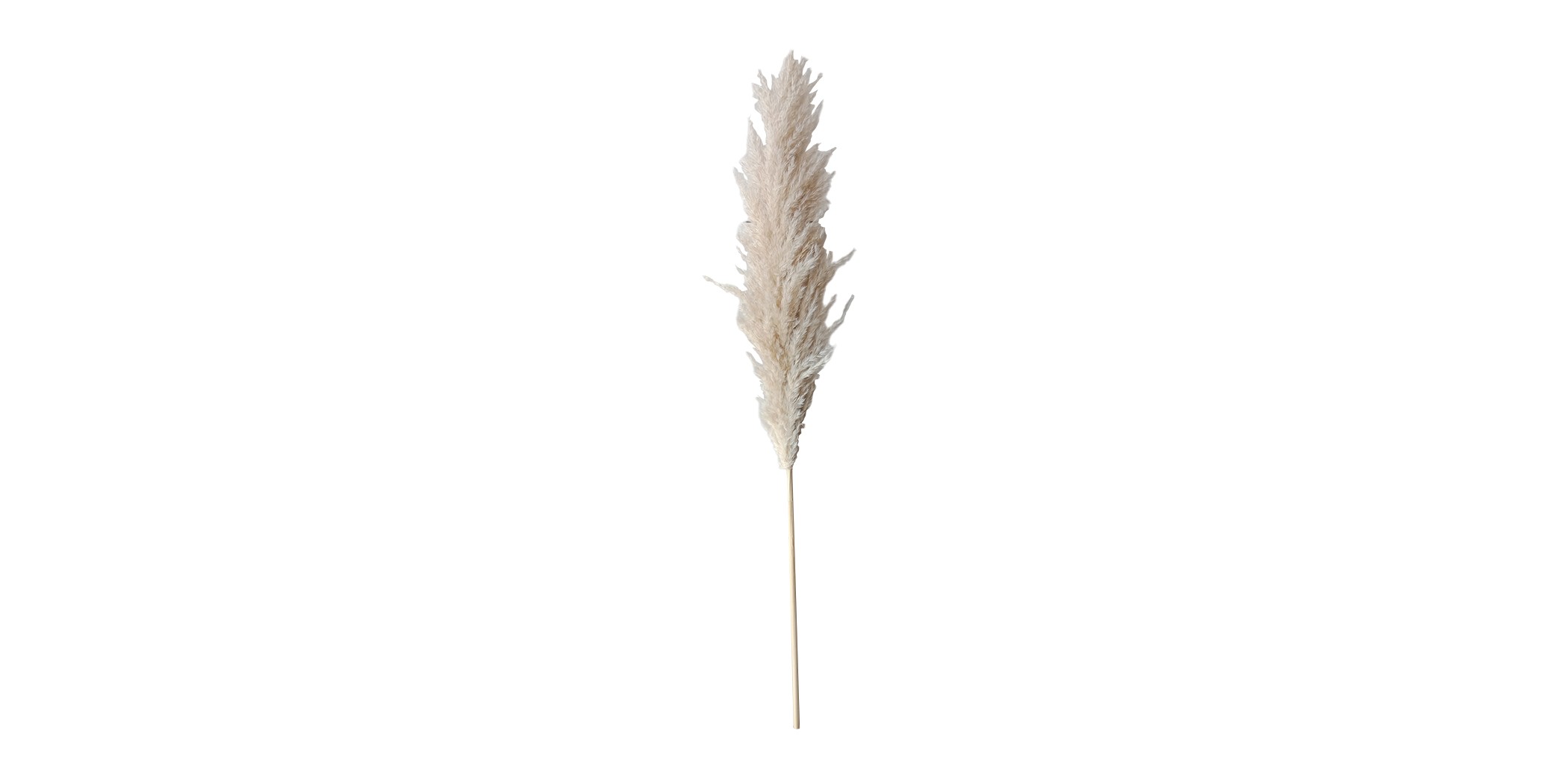 Dry Pampas Leaf 130 cm