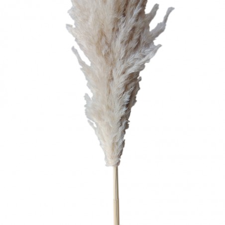 Dry Pampas Leaf 130 cm