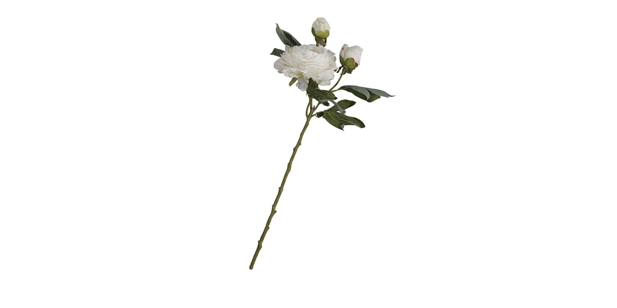 Flower Peony White Height 66cm