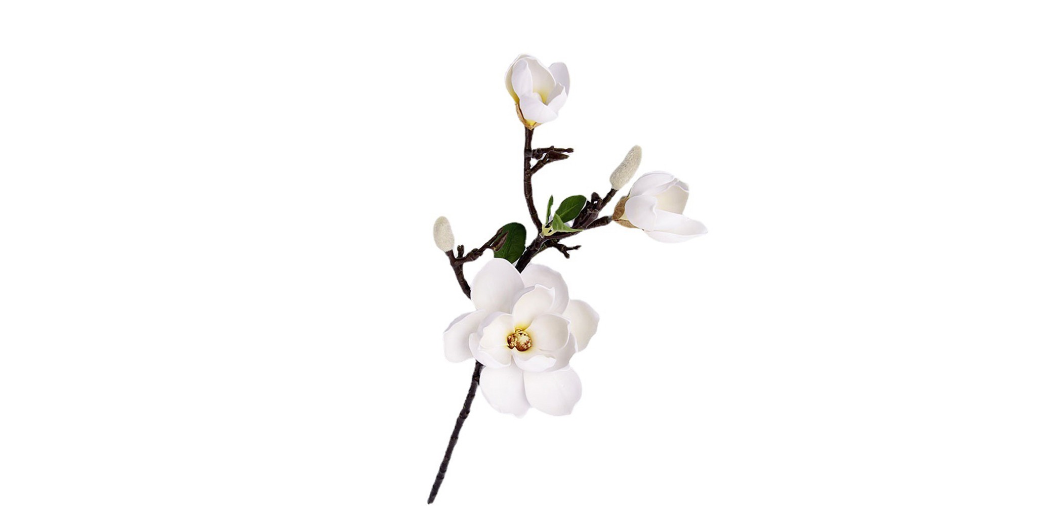Flower magnolia White Height 70cm