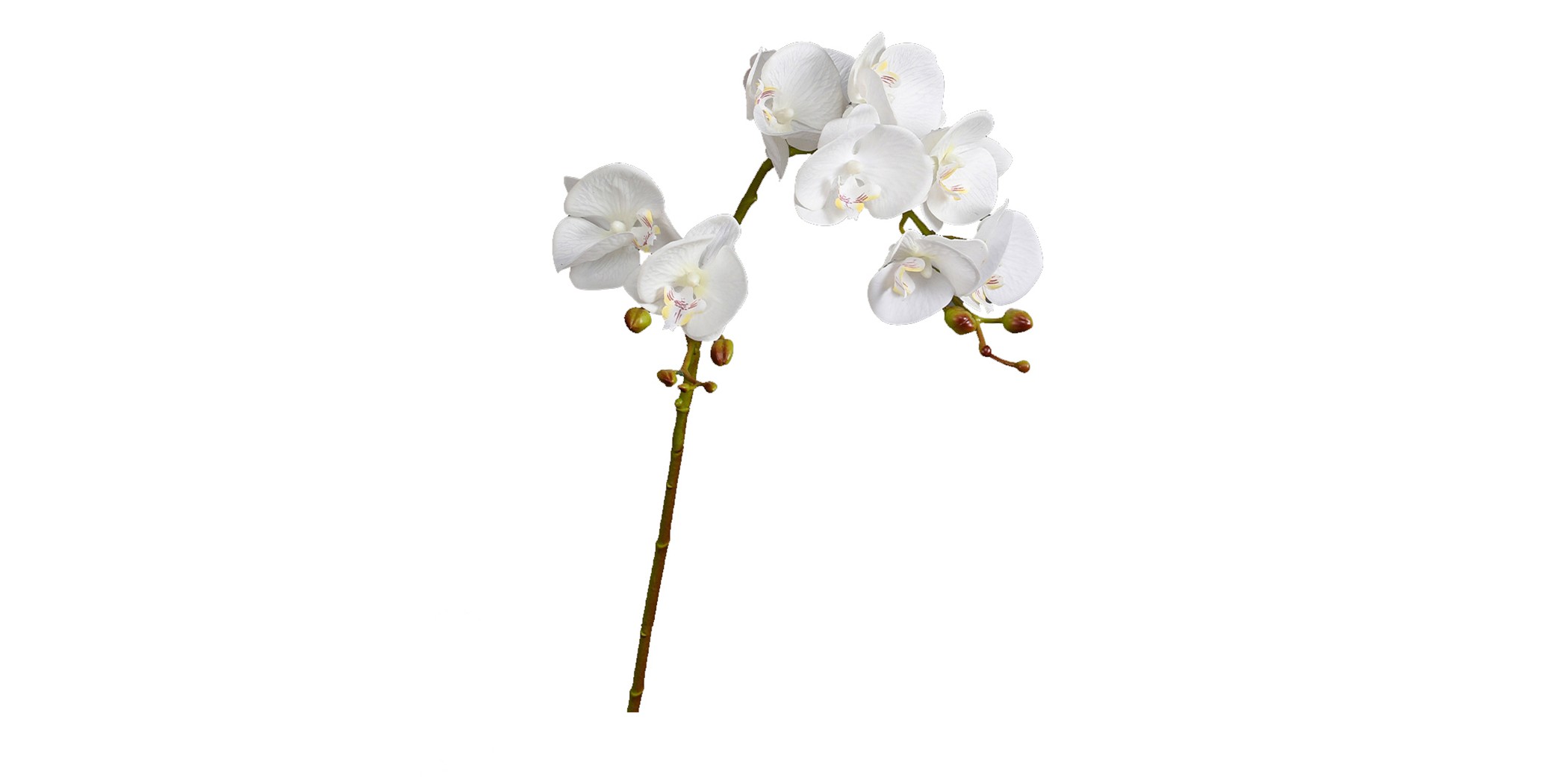 Flower Moth Orchids White Height 70cm