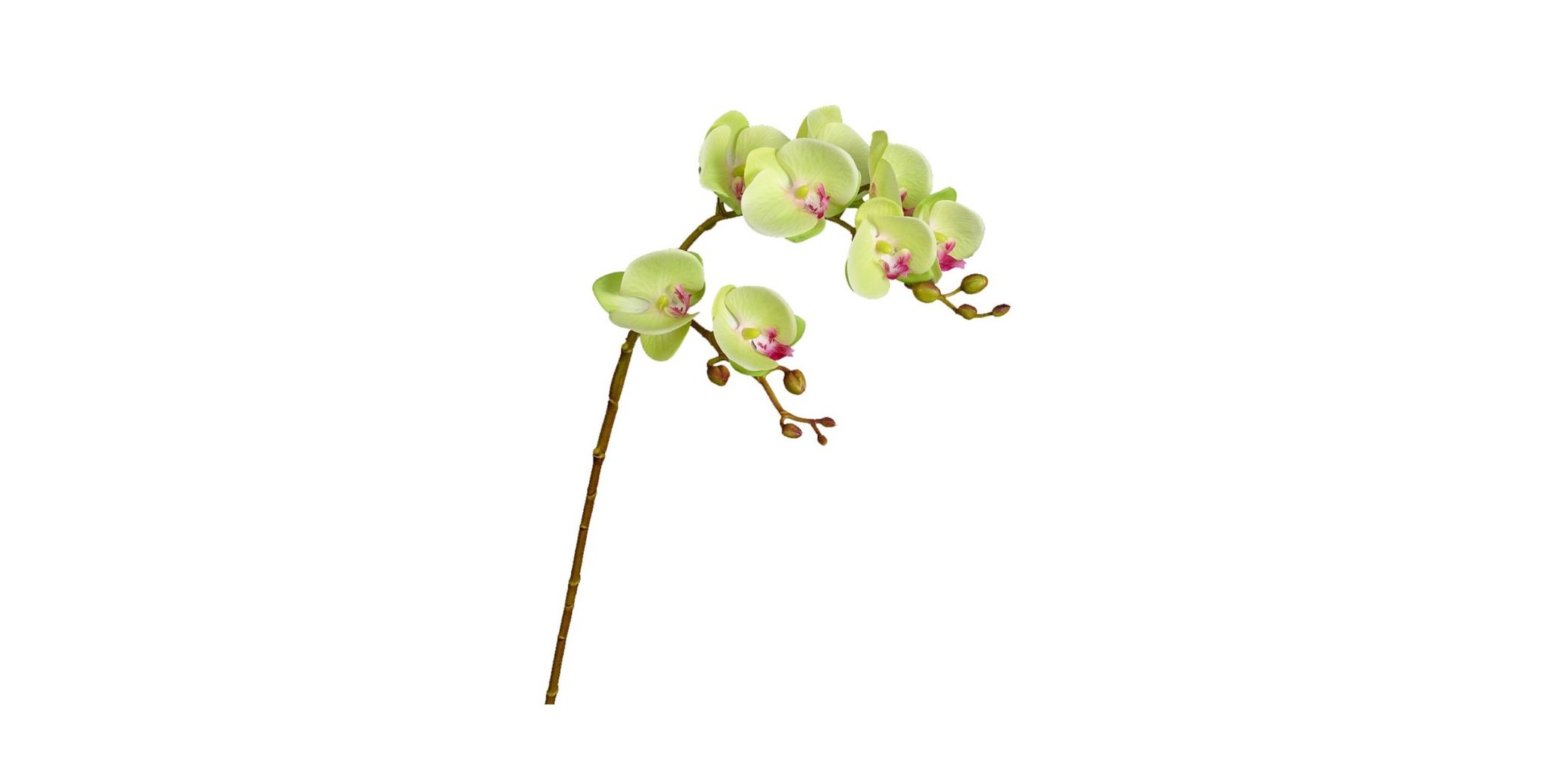 Flower Moth Orchids Green Height 70cm