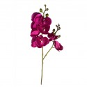 Flower Moth Orchids Fushia Height 70cm