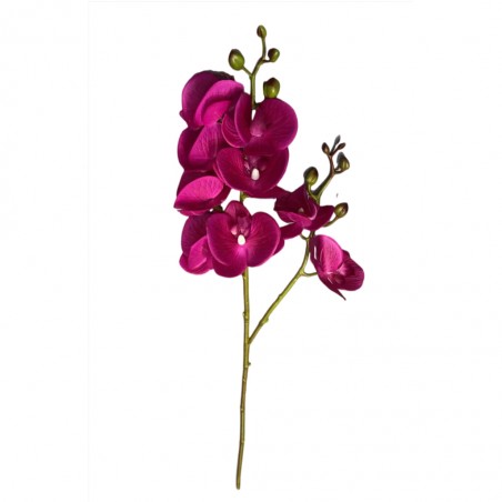 Flower Moth Orchids Fushia Height 70cm