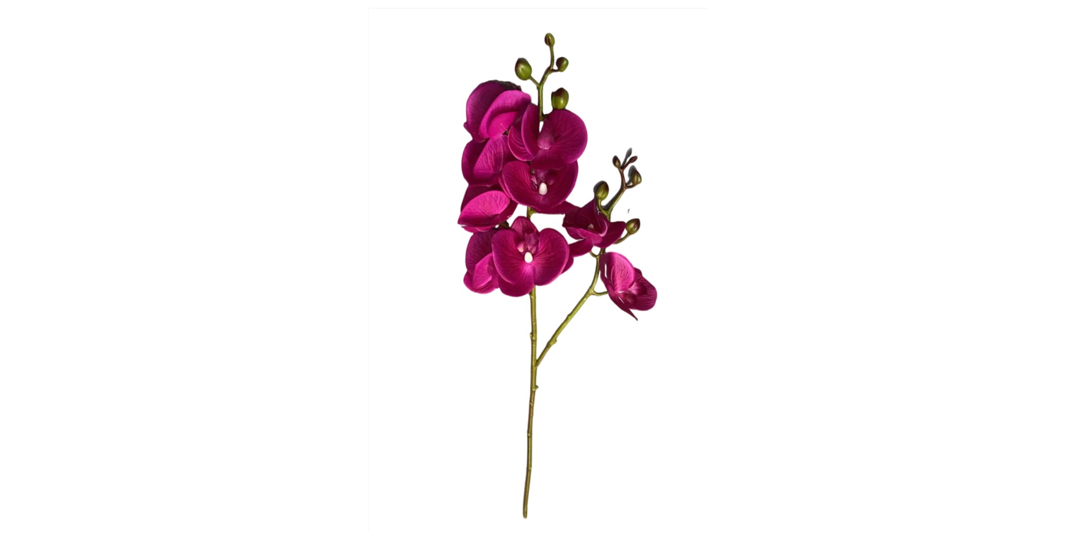 Flower Moth Orchids Fushia Height 70cm