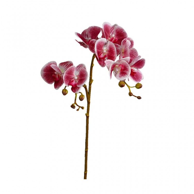 Flower Moth Orchids Gradient Pink Height 70cm Flower Moth Orchids Gradient Pink Height 70cm