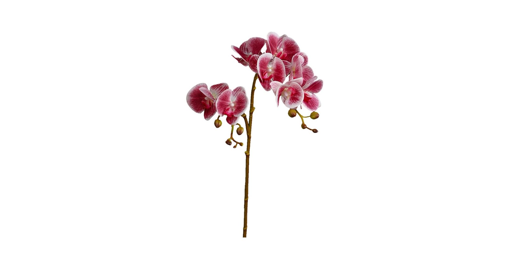 Flower Moth Orchids Gradient Pink Height 70cm