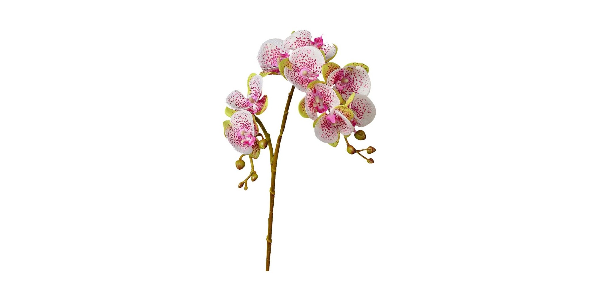 Flower Moth Orchids Gradient Light Pink Height 70cm