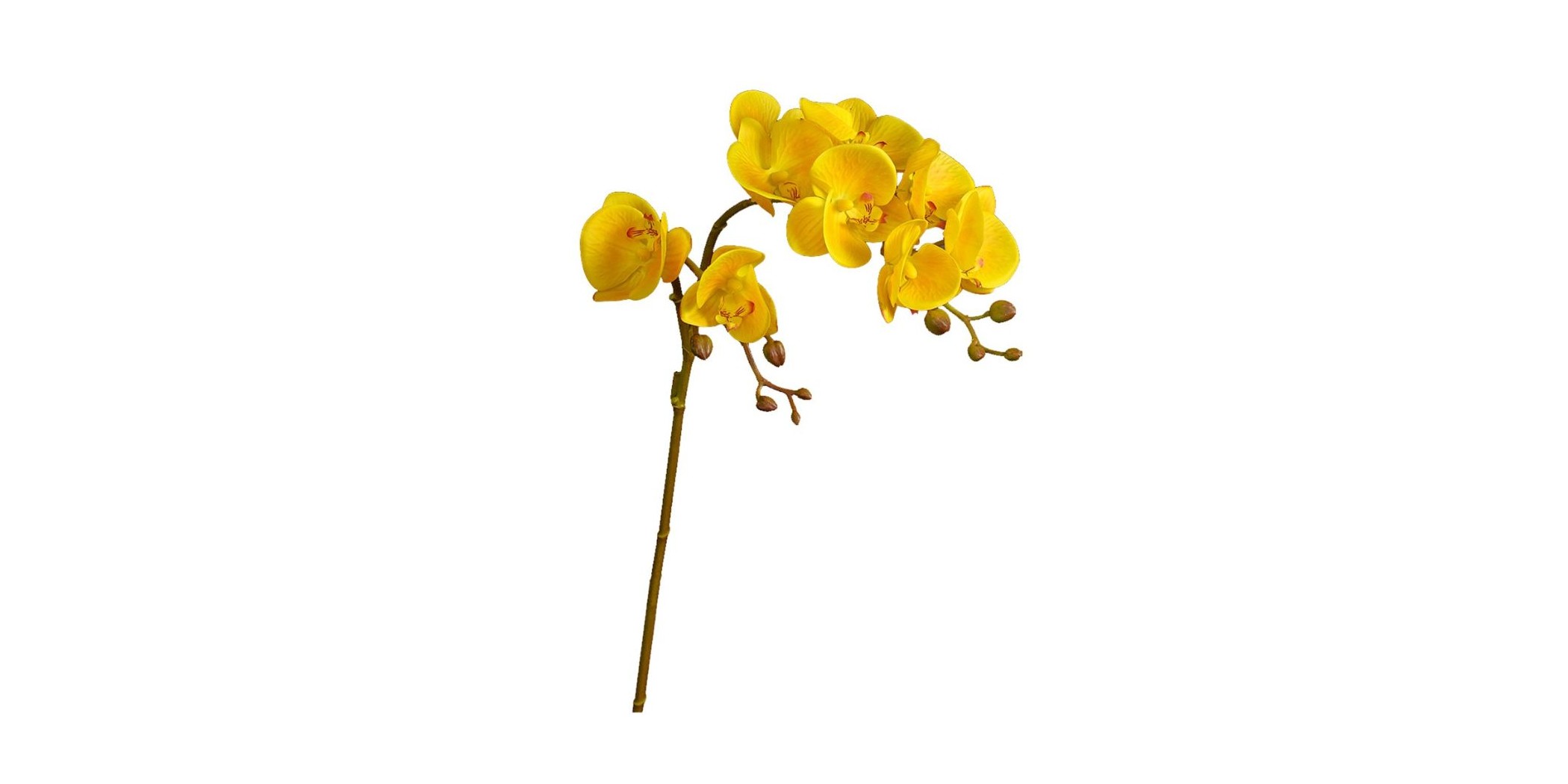 Flower Moth Orchids Yellow Height 70cm