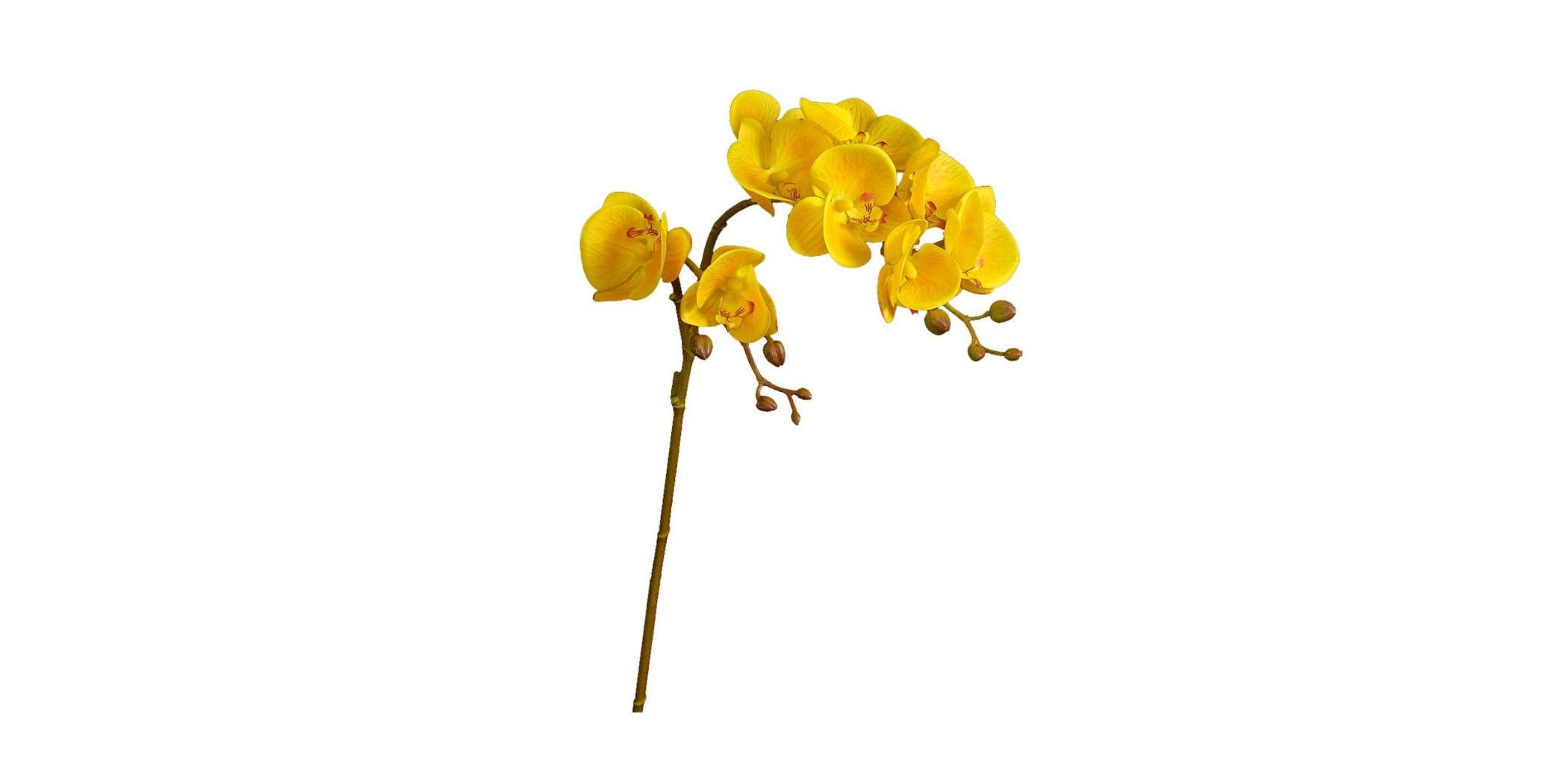 Flower Moth Orchids Yellow Height 70cm